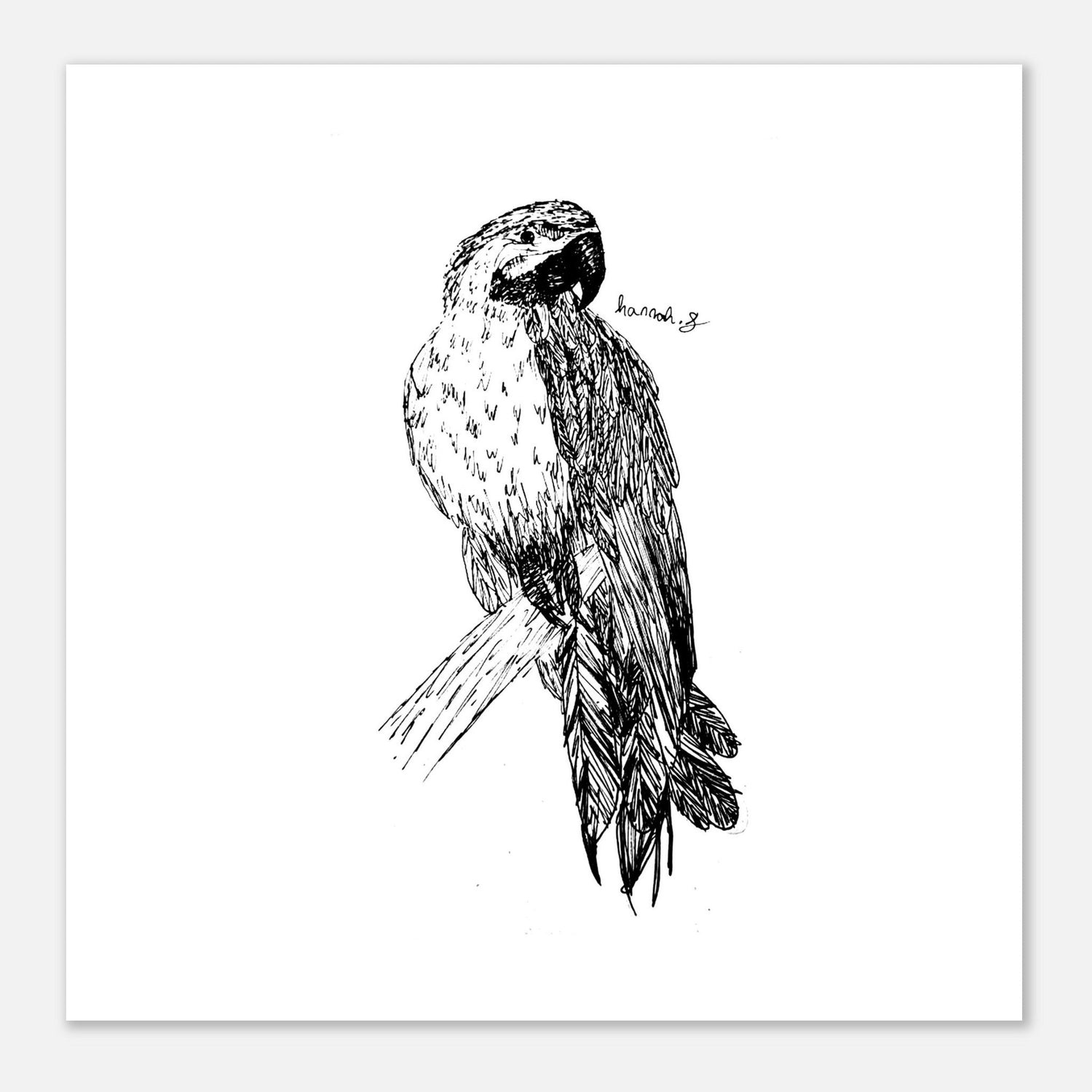 All Things Macaw