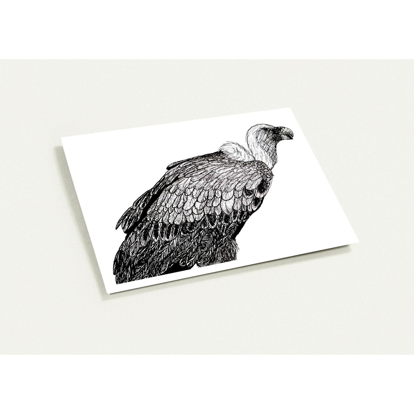 Vulture Pack of 10 Greeting Cards