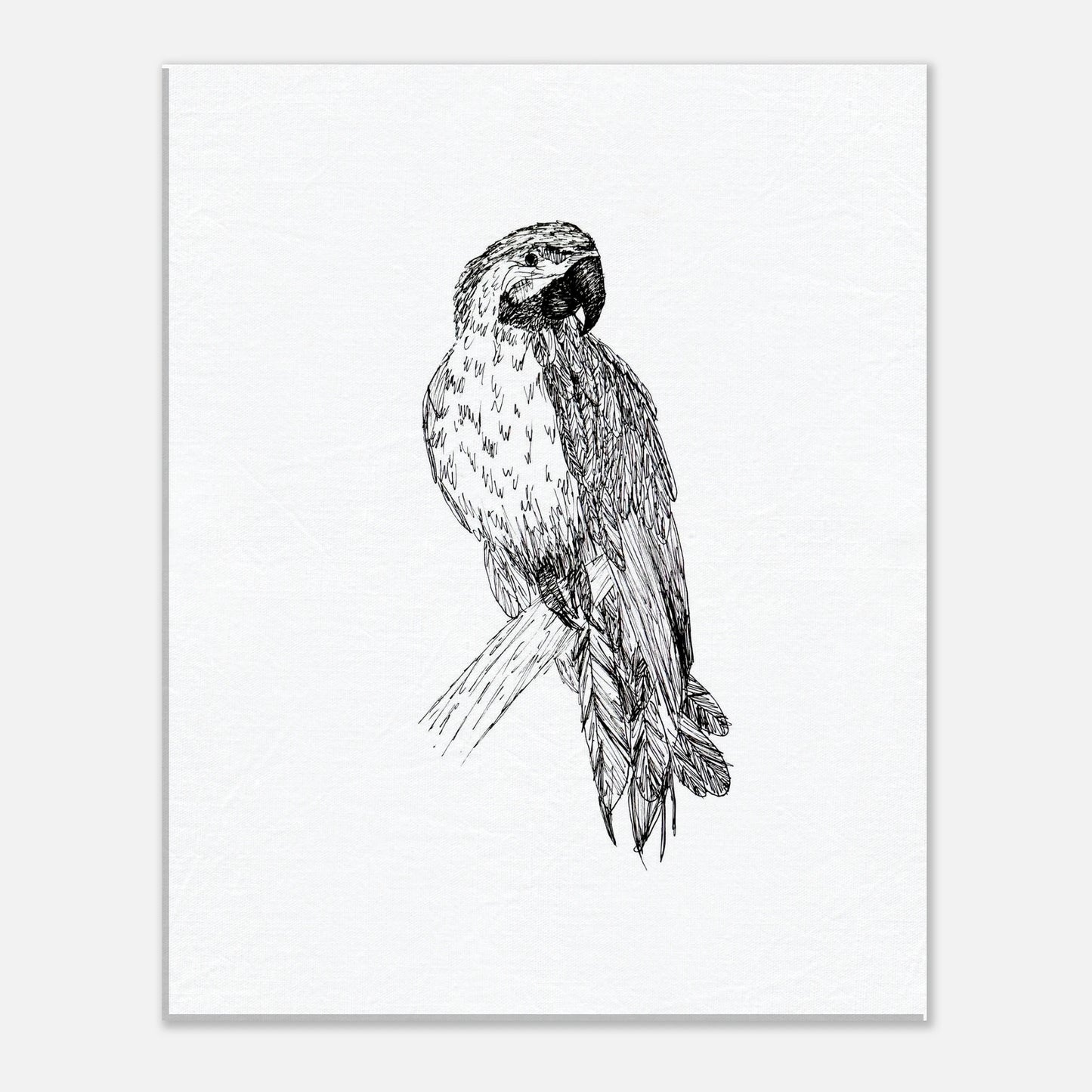 Macaw Canvas