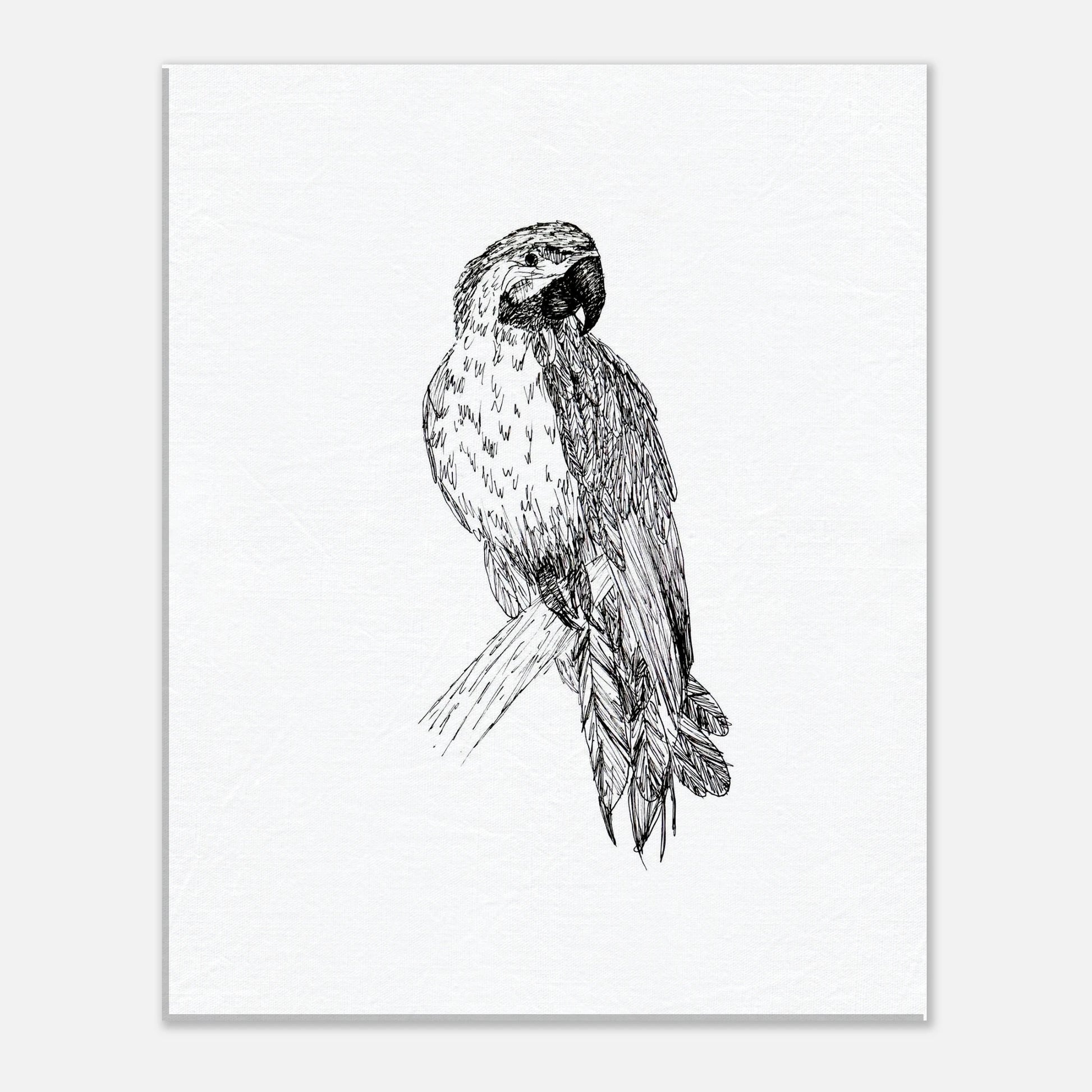 Macaw Canvas