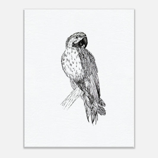 Macaw Canvas