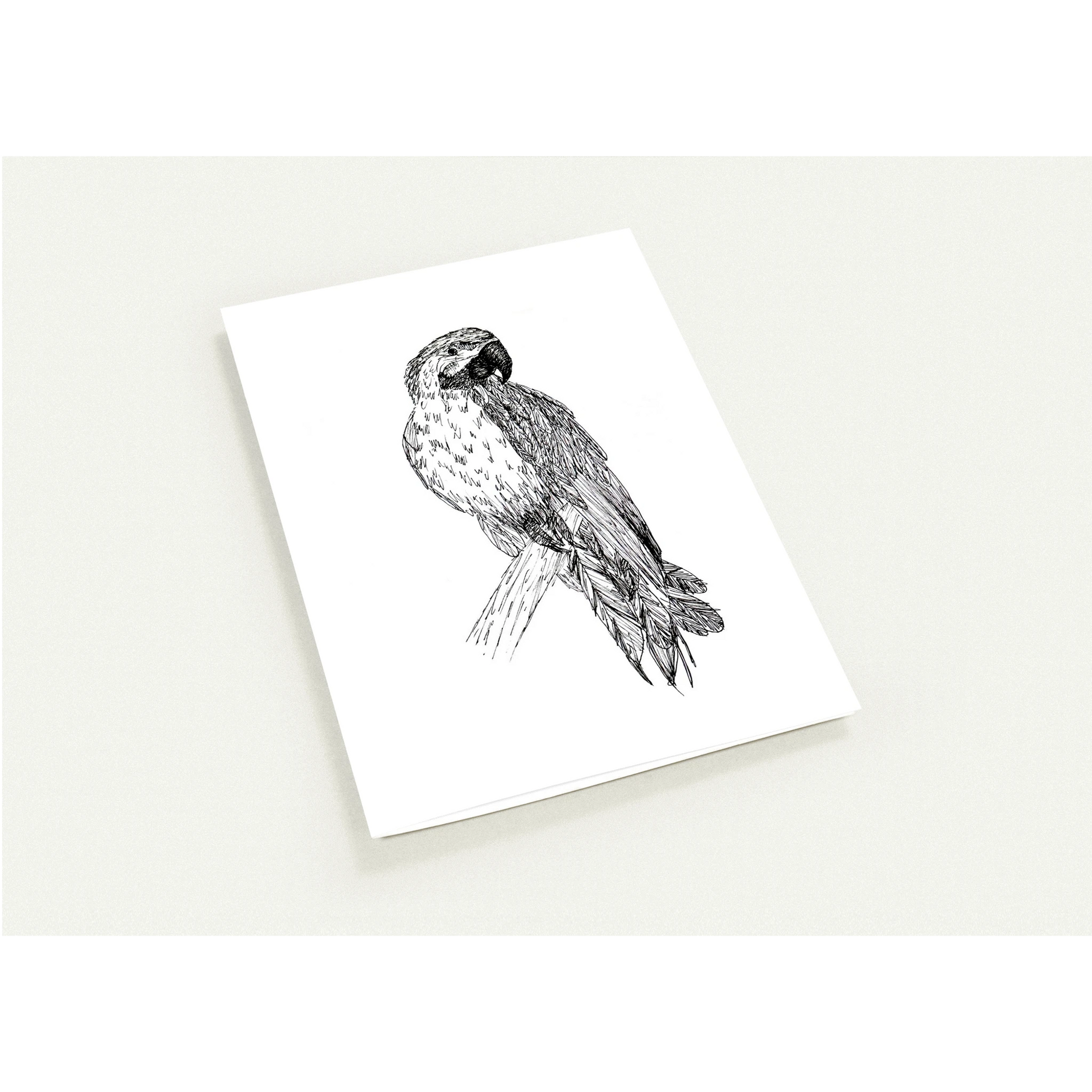Macaw Pack of 10 Greeting Cards