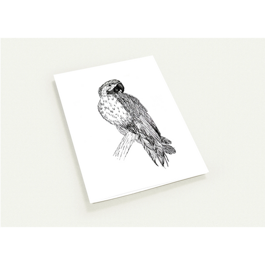Macaw Pack of 10 Greeting Cards