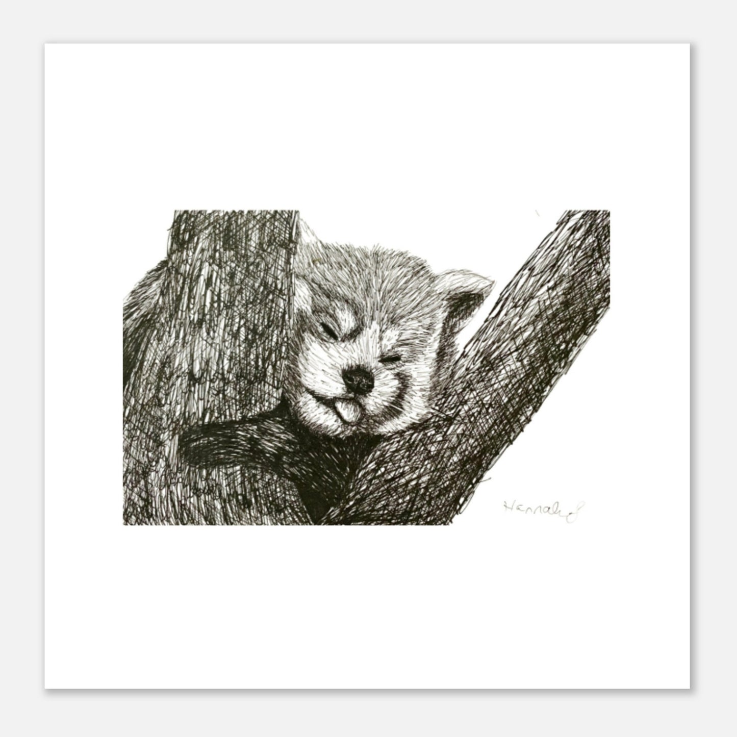 Red Panda Aluminum Print