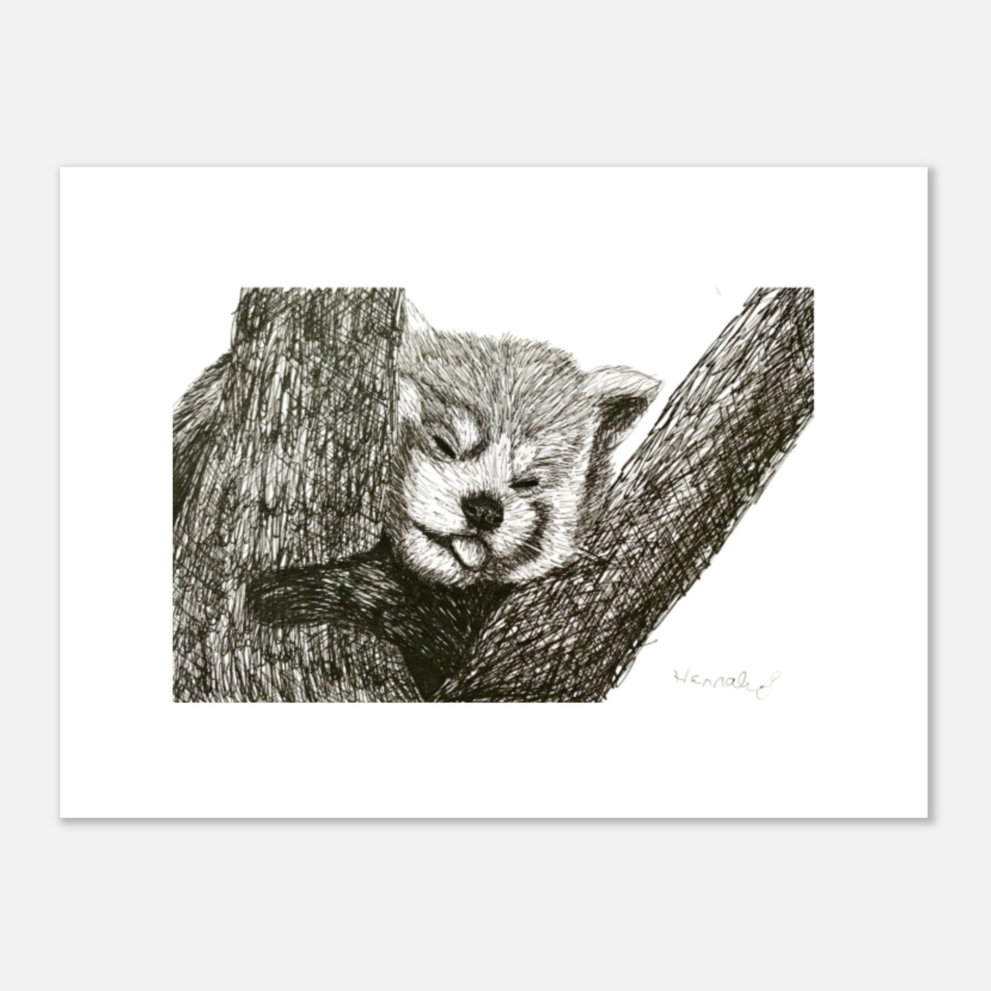 Red Panda Aluminum Print