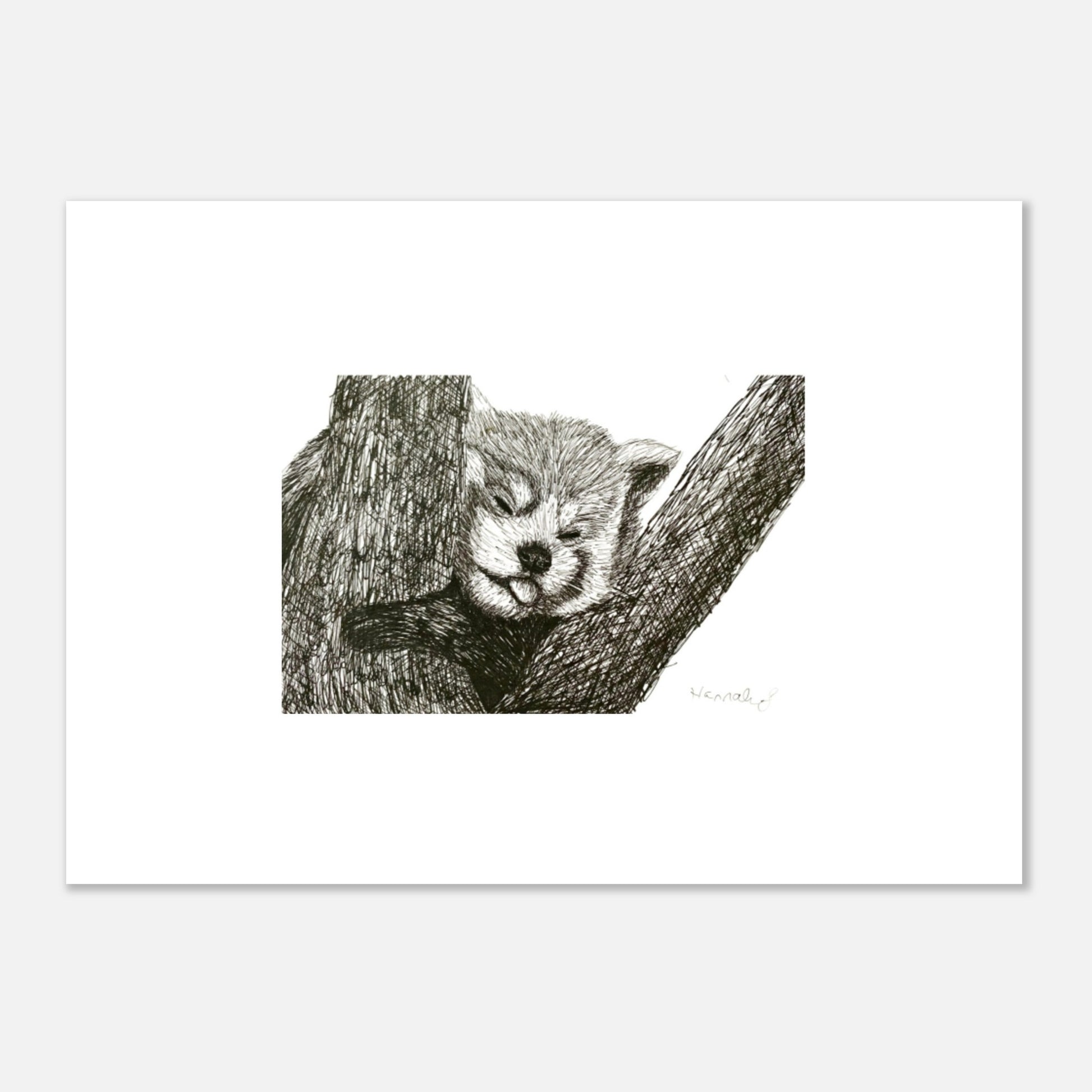 Red Panda Aluminum Print