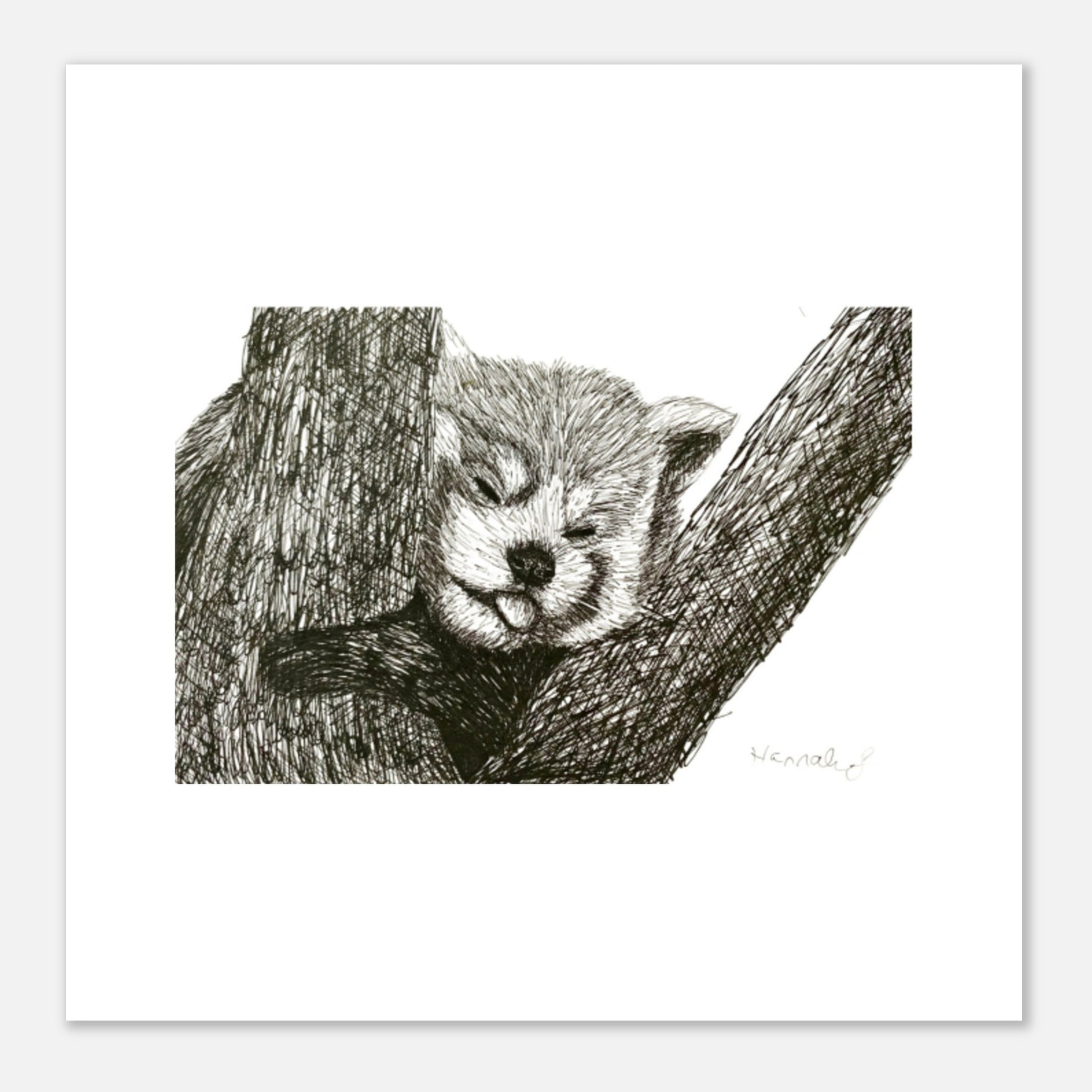 Red Panda Aluminum Print