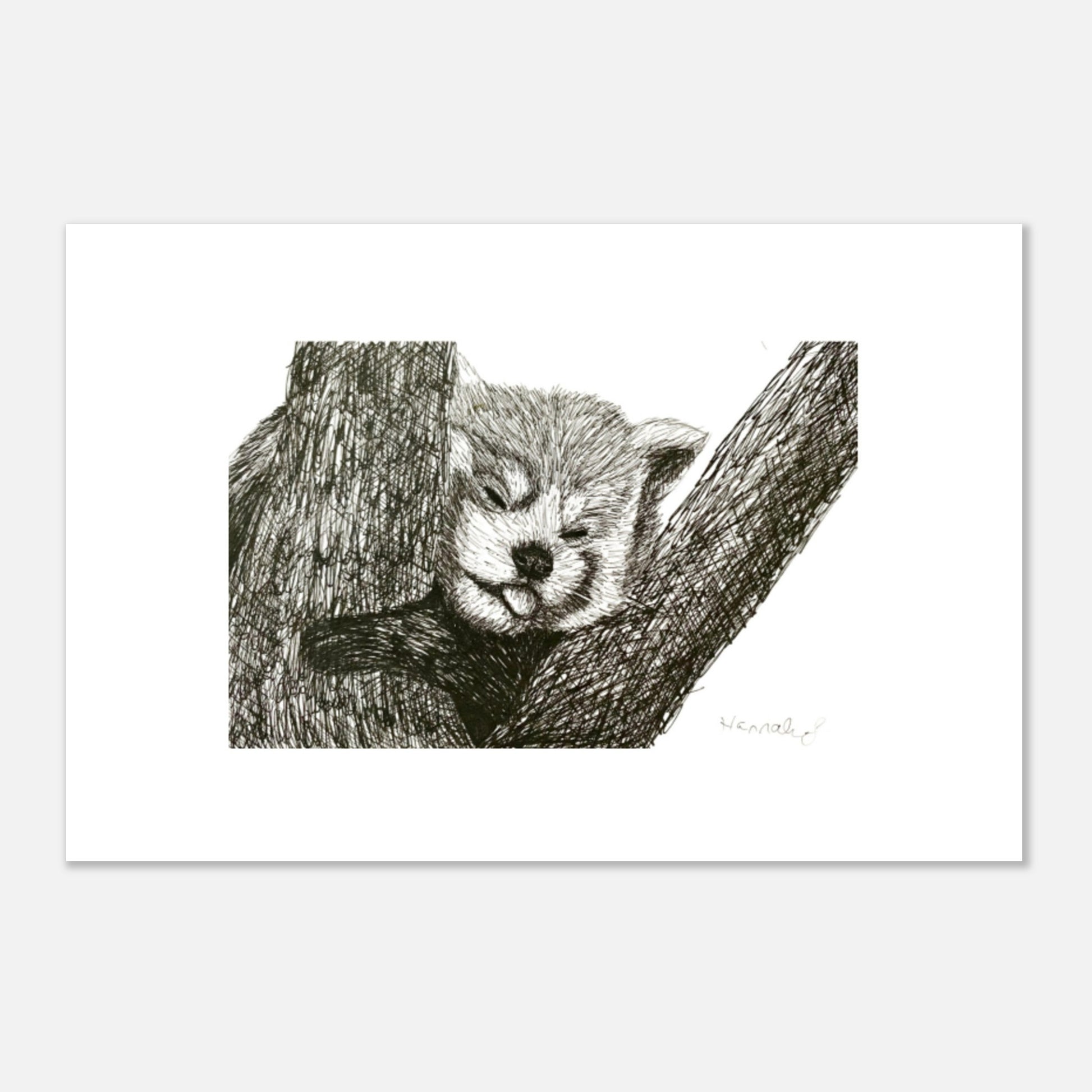 Red Panda Aluminum Print