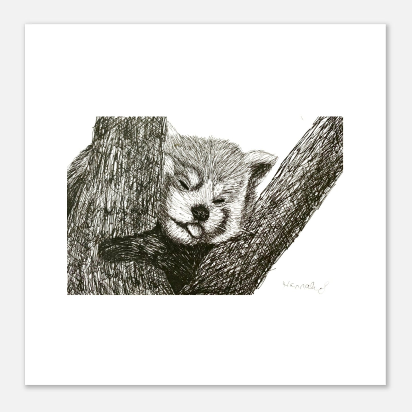 Red Panda Aluminum Print