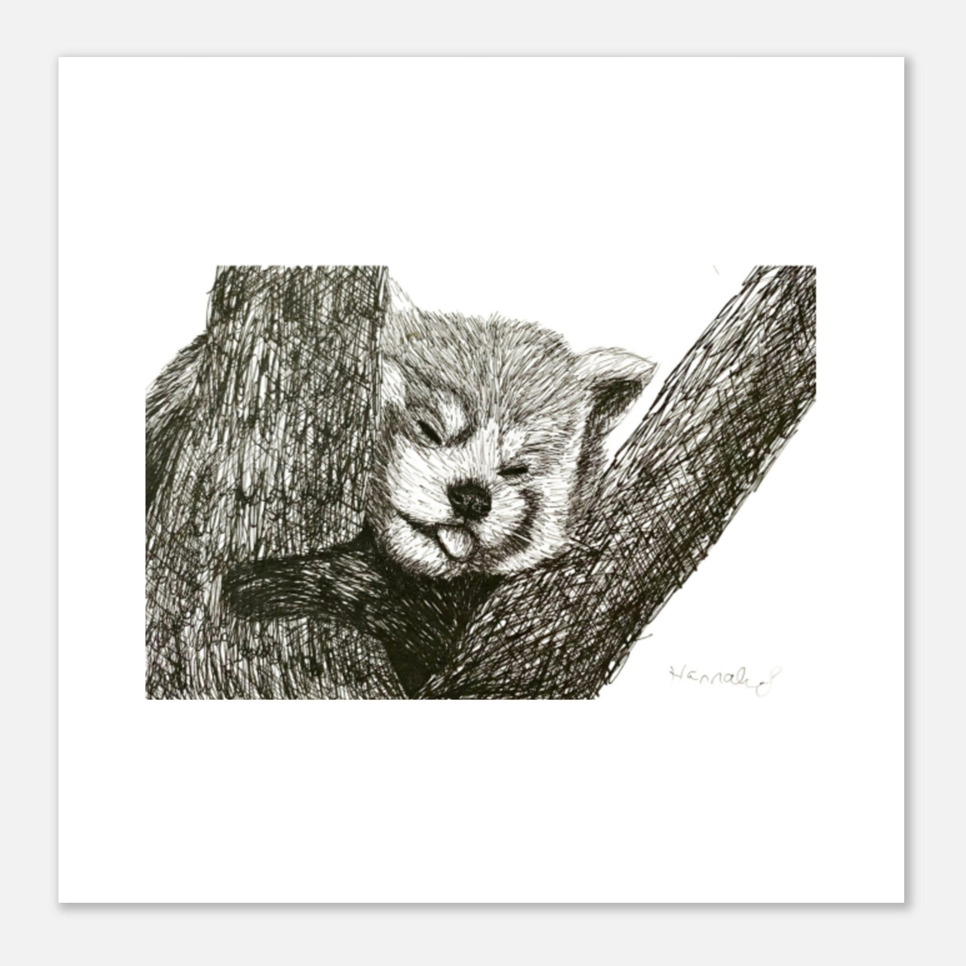 Red Panda Aluminum Print