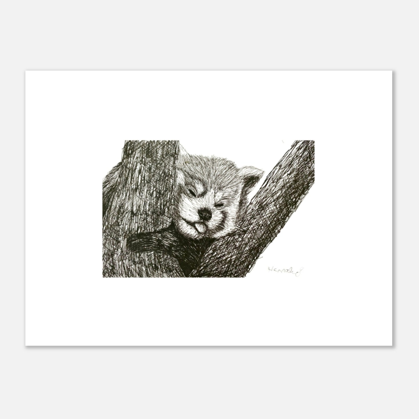 Red Panda Aluminum Print