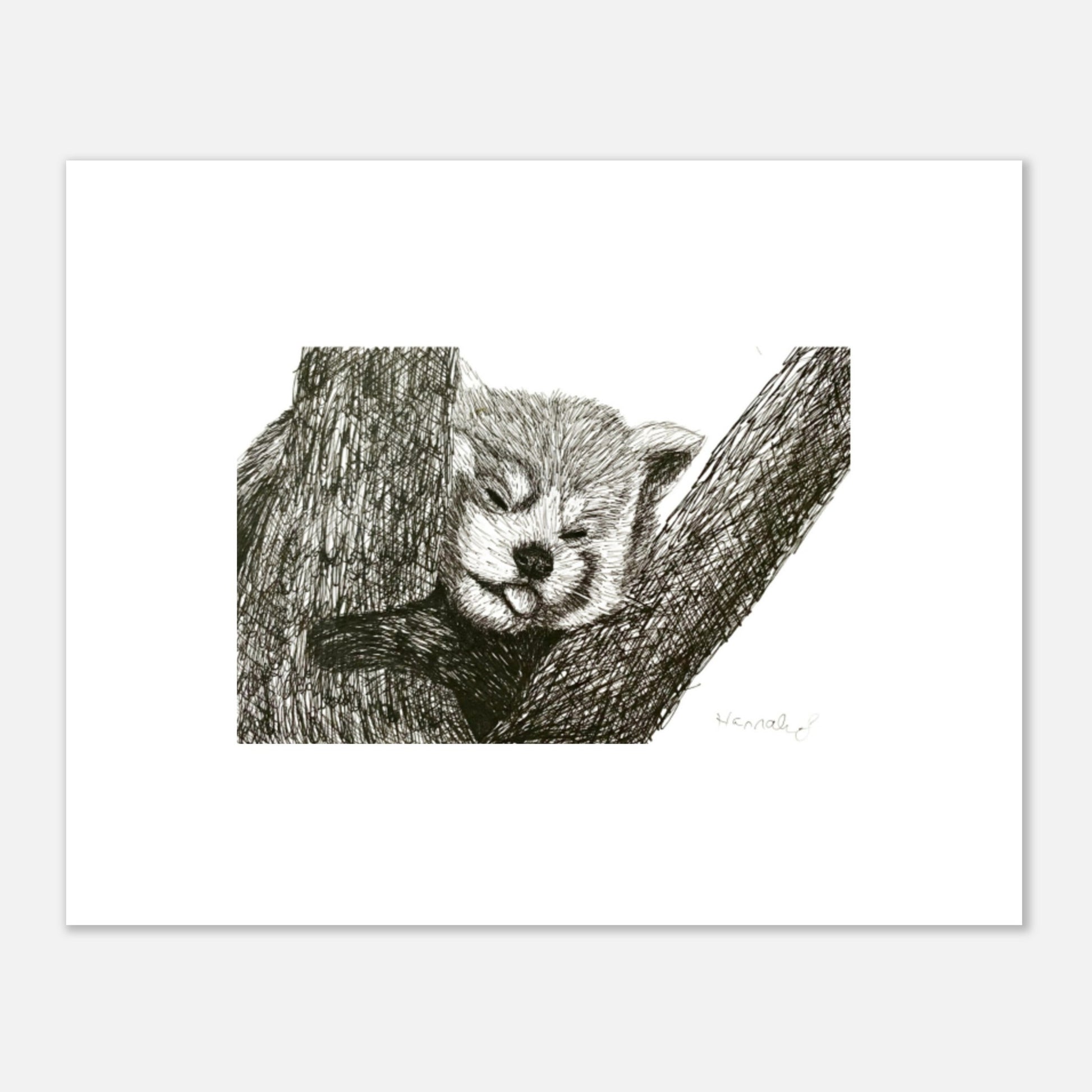 Red Panda Aluminum Print