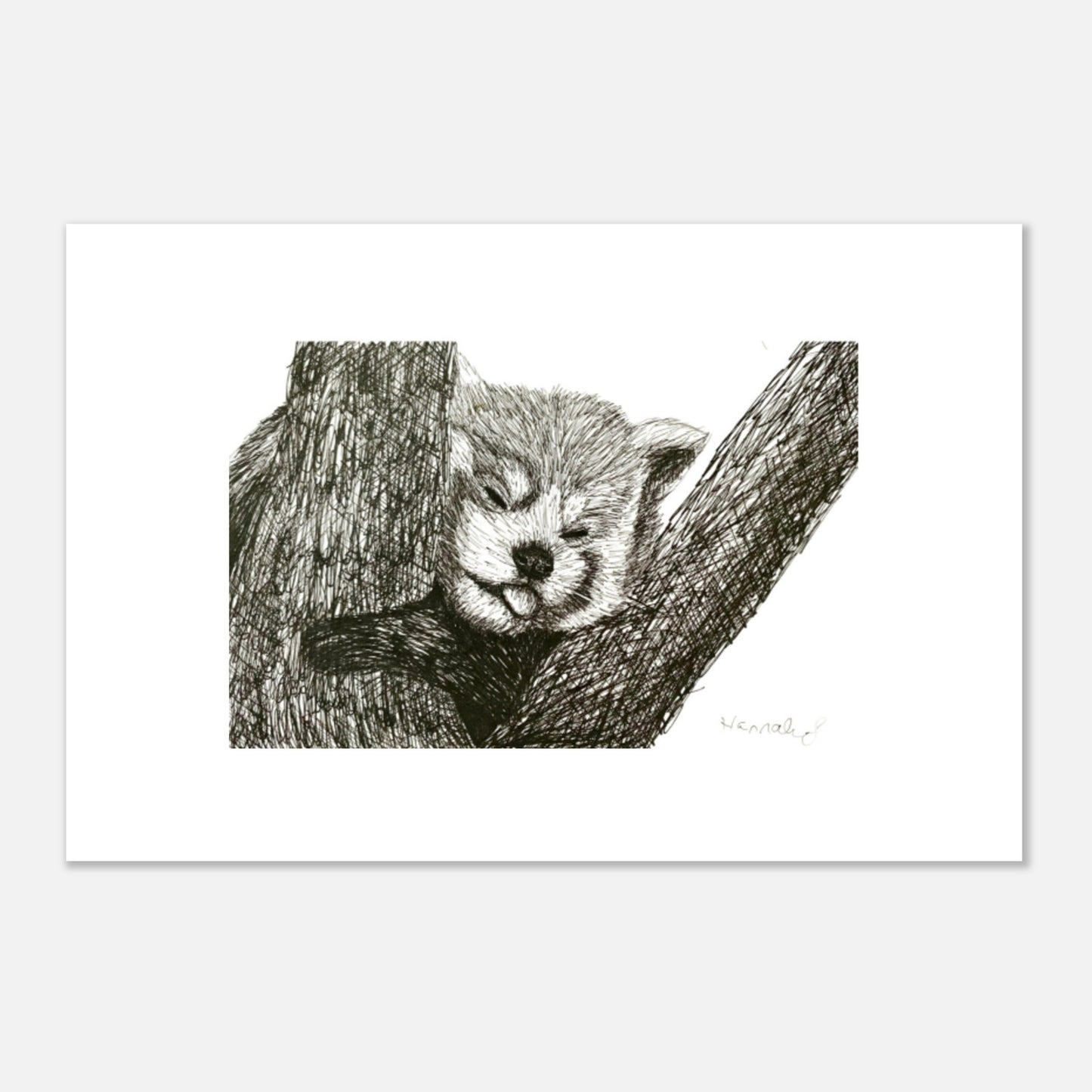 Red Panda Aluminum Print 9