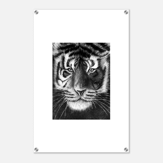 Tiger Acrylic Print