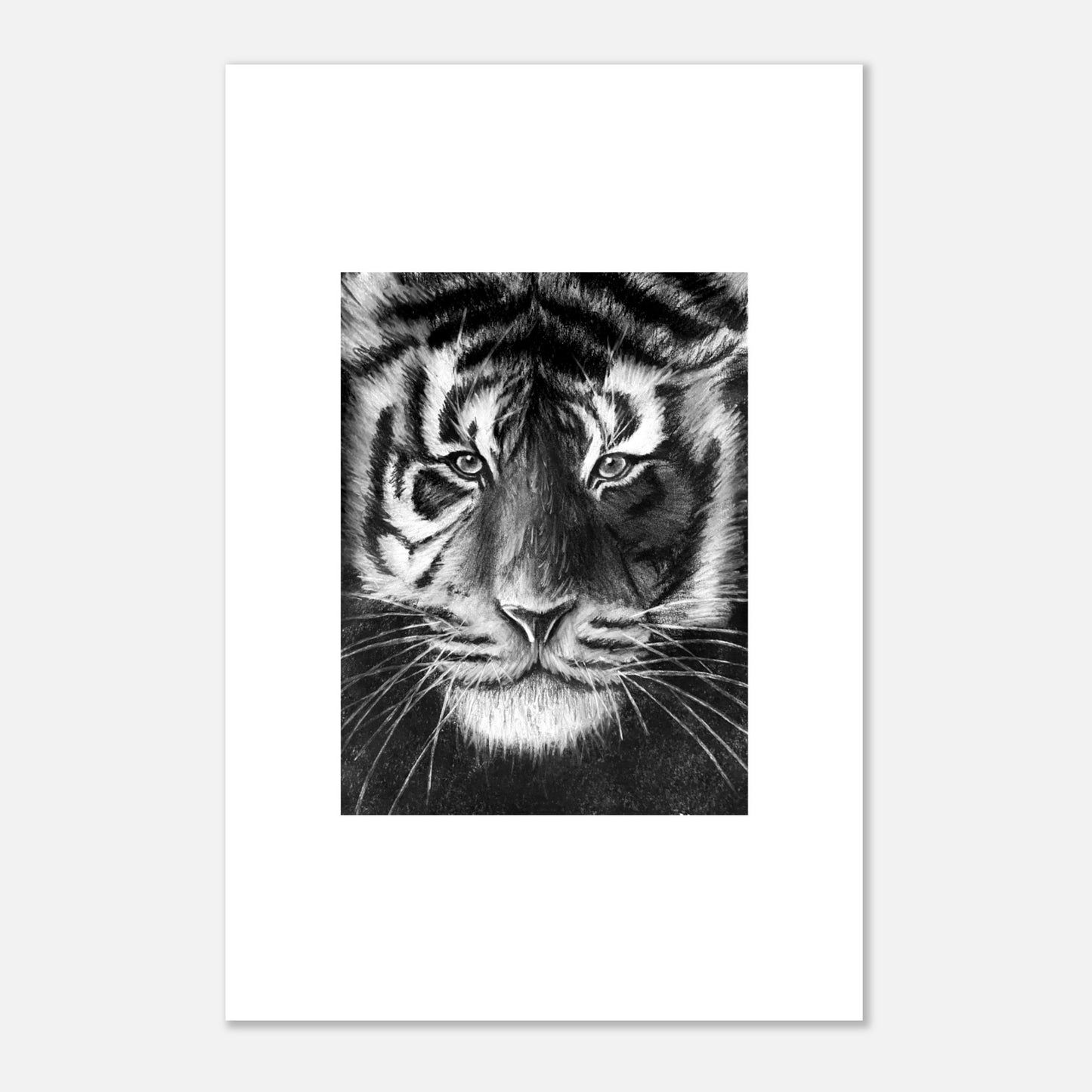 Tiger Aluminum Print