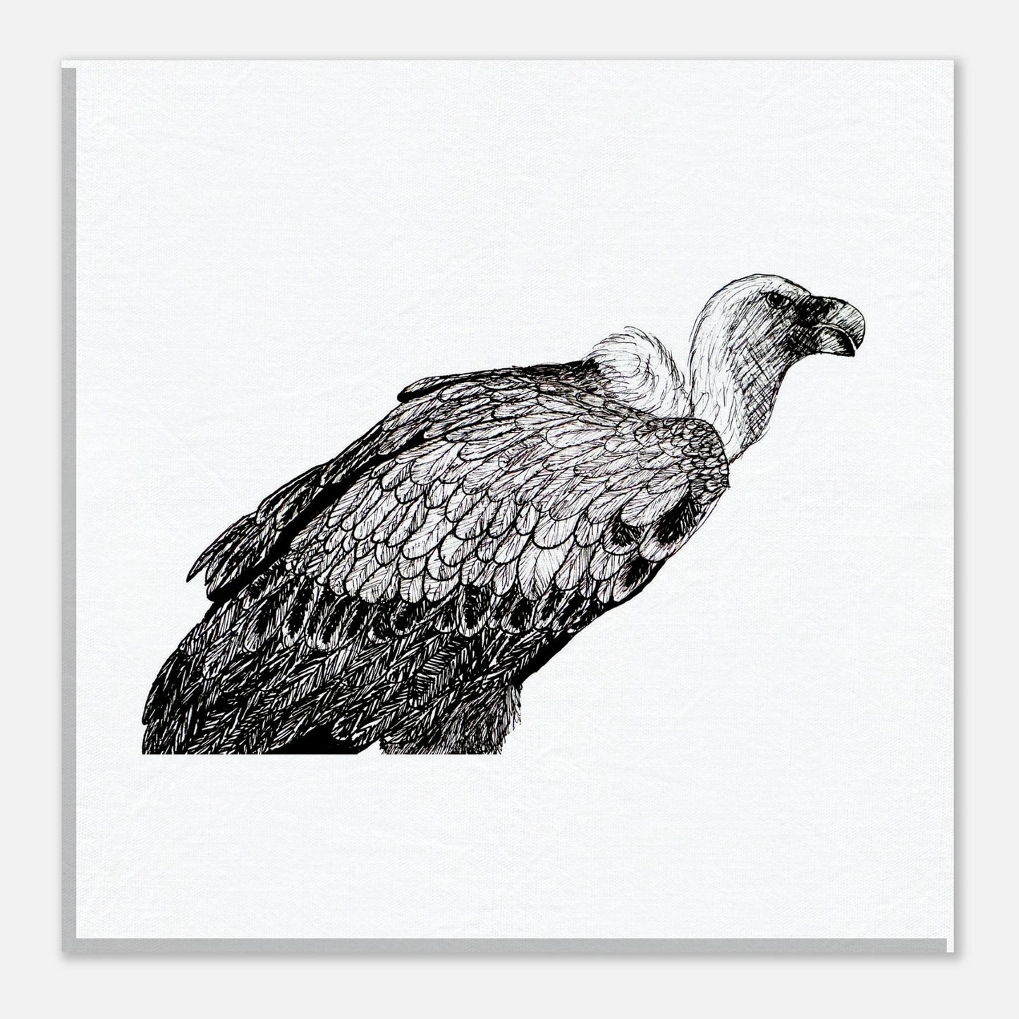 Vulture Canvas