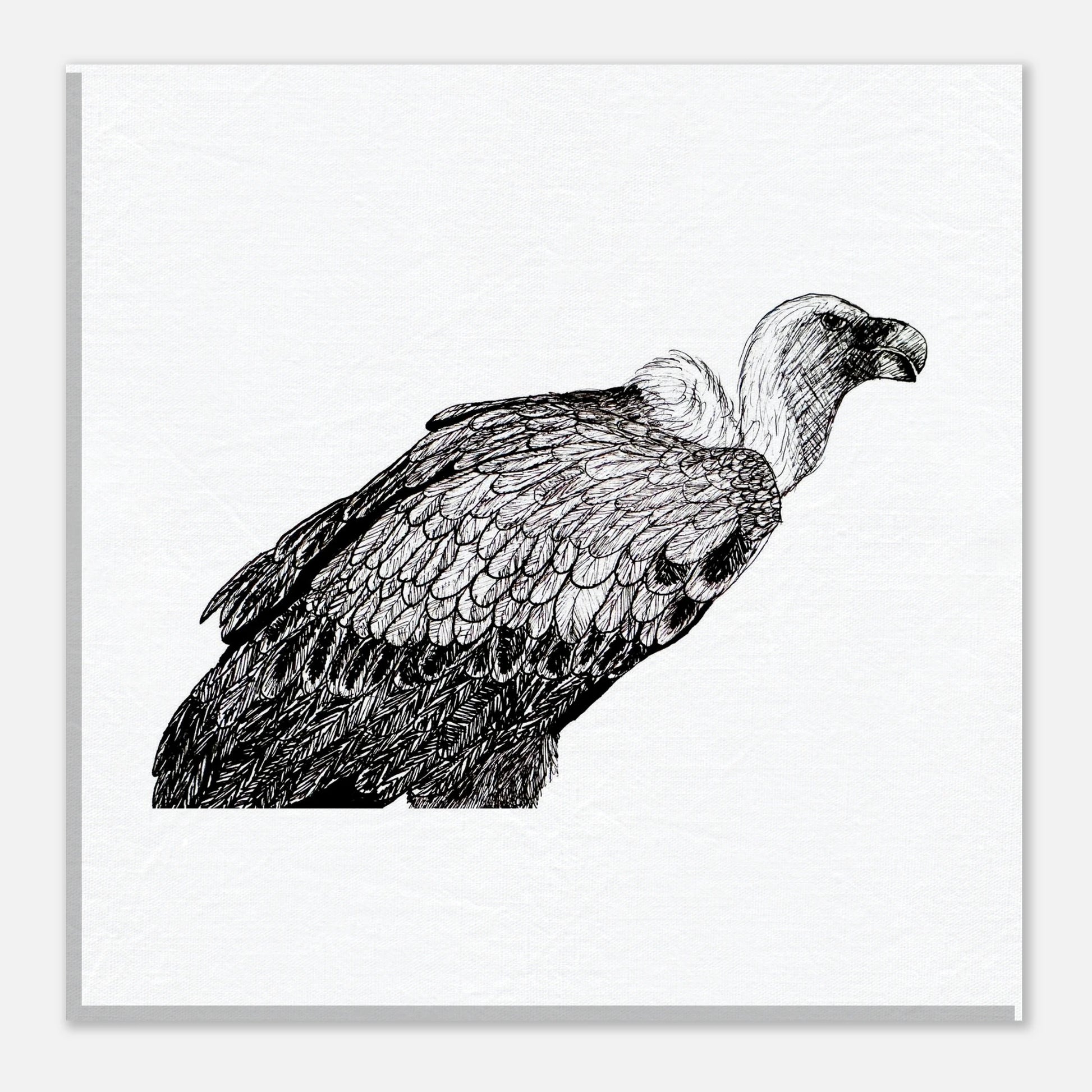Vulture Canvas