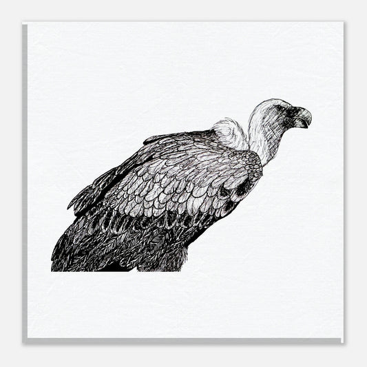Vulture Canvas