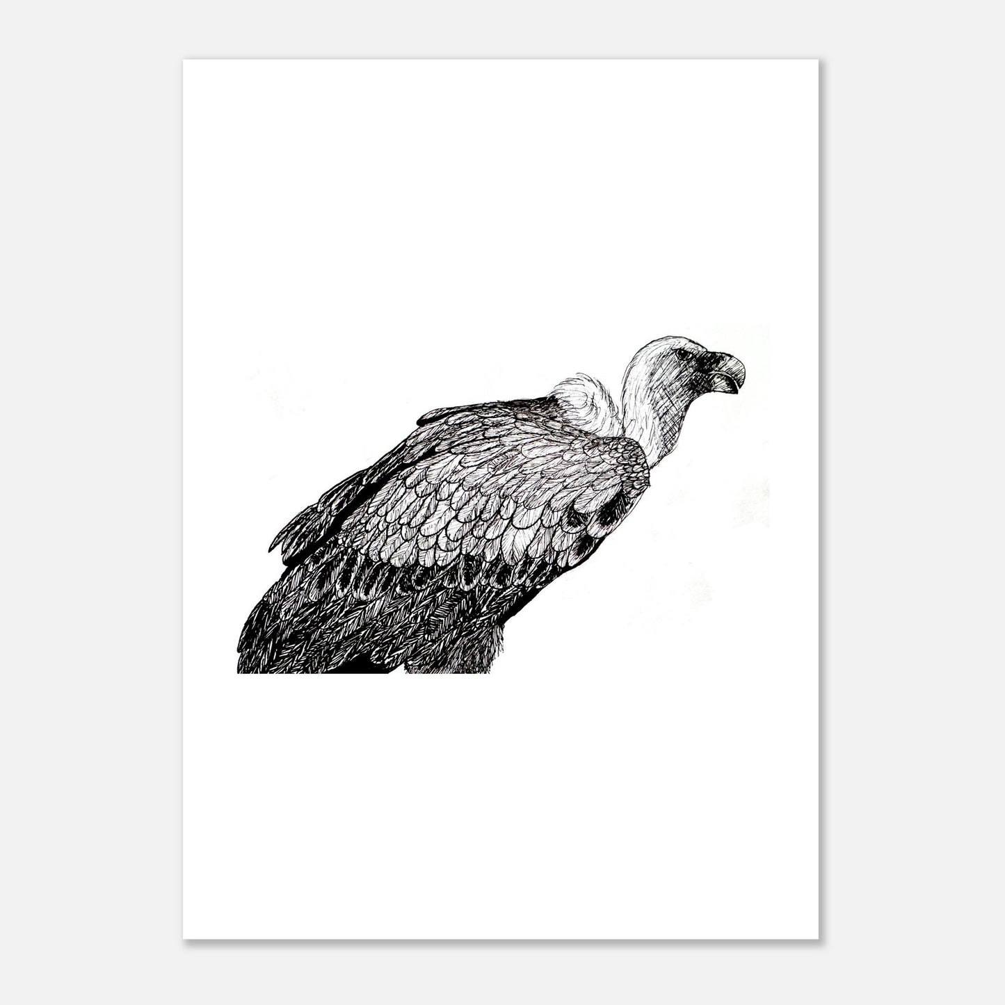 Vulture Fine Art Poster